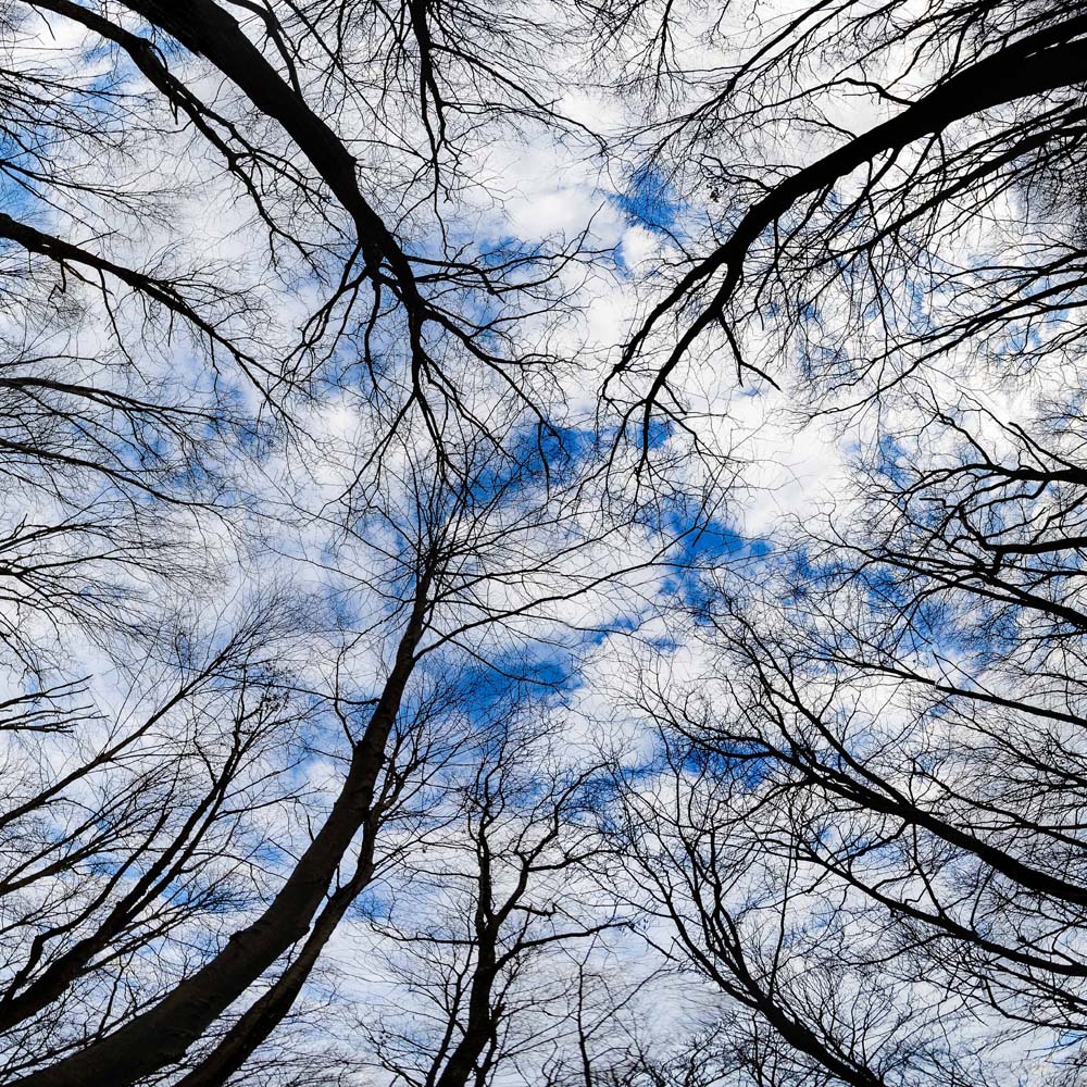Turkey Vulture flying overhead at Black Rock